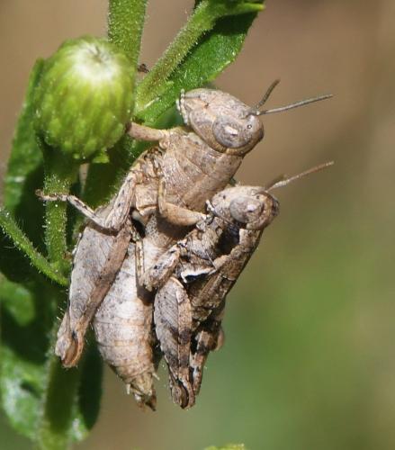 Pezotettix giornae